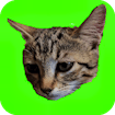 Catch Cats: Stunning Best Kitten Challenge
