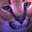 Floppa Scary Horror: Stunning Best Meme Nightmare
