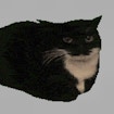 Spinning Cat Clicker: Stunning Best Meme Challenge